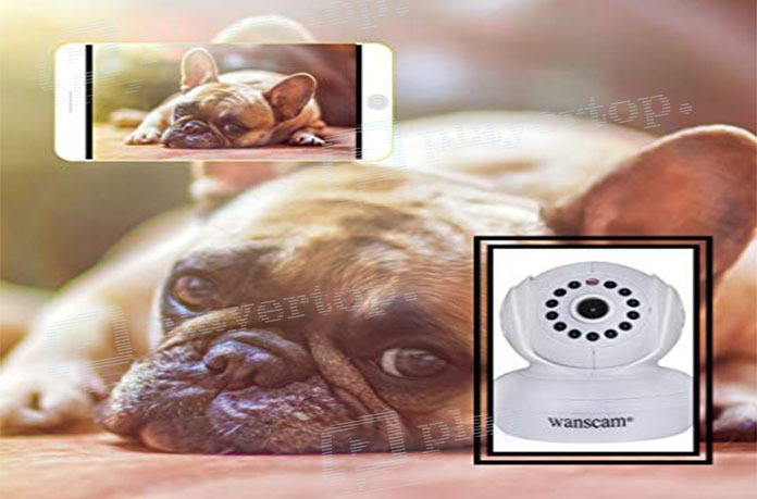 caméra de surveillance pour chien